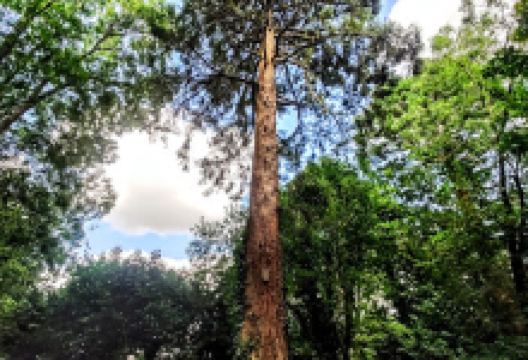 Shaw's Community Woodland景点图片