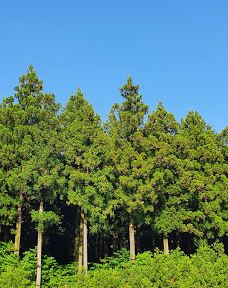 思连伊林道红色登高入口-西归浦市