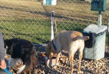 Ruger Dog Park景点图片