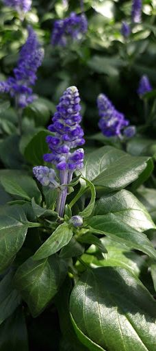 Flora Frankfri - Frankfri Flowers-措默鲁普