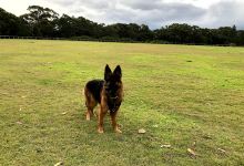 Wyee Dog Exercise Area景点图片