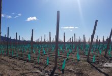 Fairfield Orchards Ltd景点图片