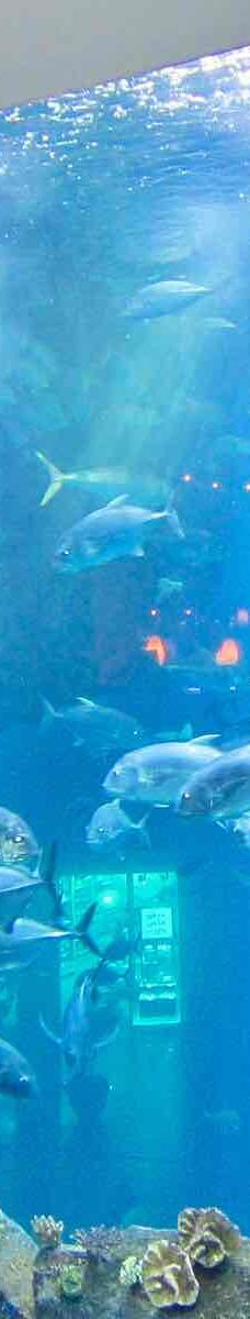 迪拜水族馆和水下动物园-迪拜