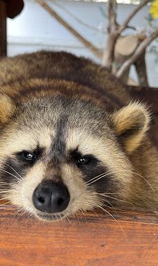 迪沙鲁迷你动物园-Pengerang