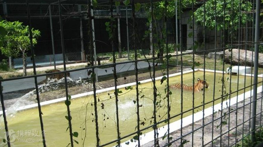 蘇梅水族館和老虎園