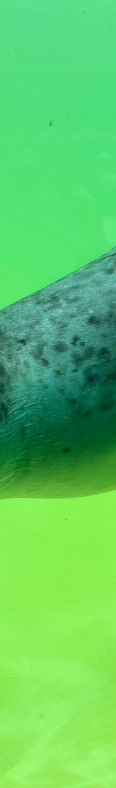 Seehundstation und Waloseum-诺德代希