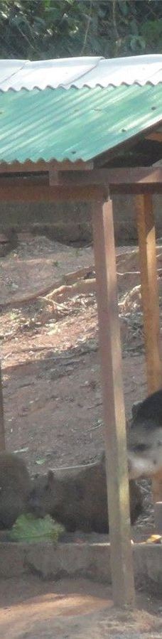 Parque Ambiental Chico Mendes-里奥布朗库