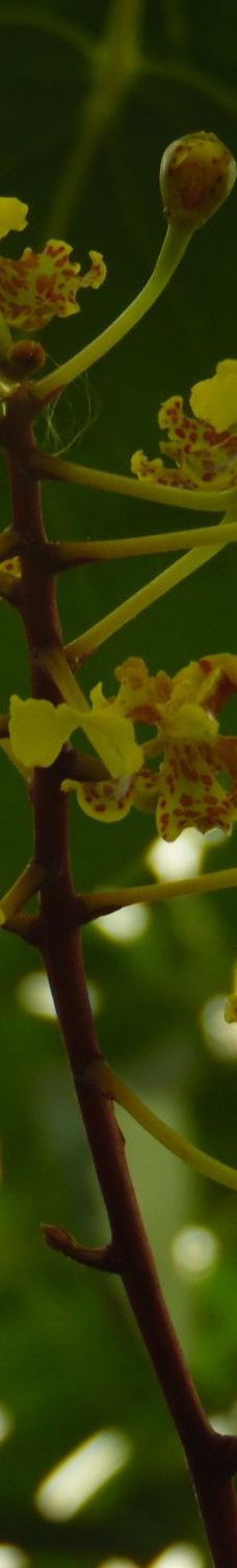 Orquidario de Morelia-莫雷利亚