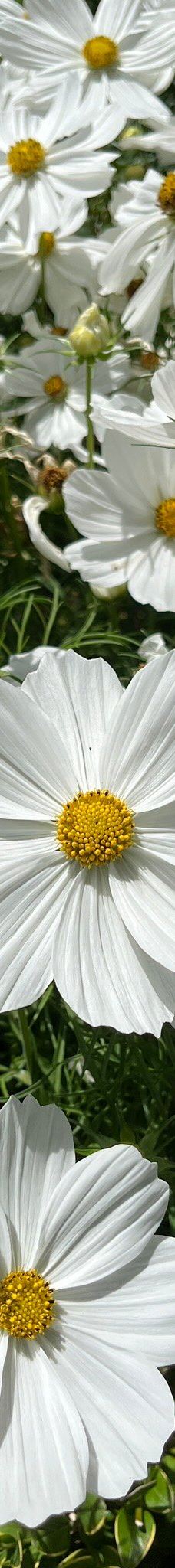 梦娜维尔花园-基督城