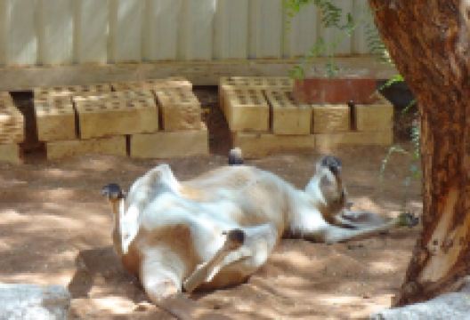 Josephine's Gallery and Kangaroo orphanage景点图片