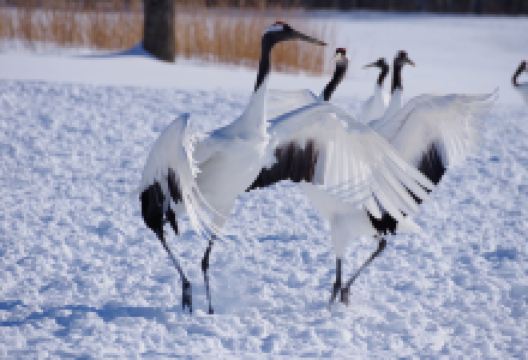 鹤居伊藤丹顶鹤保护区景点图片
