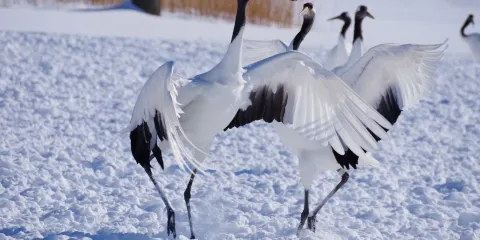 鶴居伊藤丹頂鶴保護區