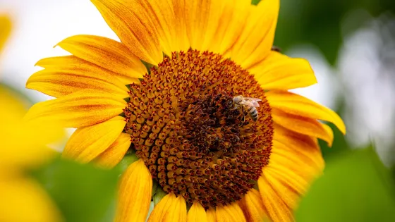Ryton Organic Gardens
