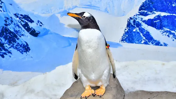 Snow Penguins at Ski Dubai