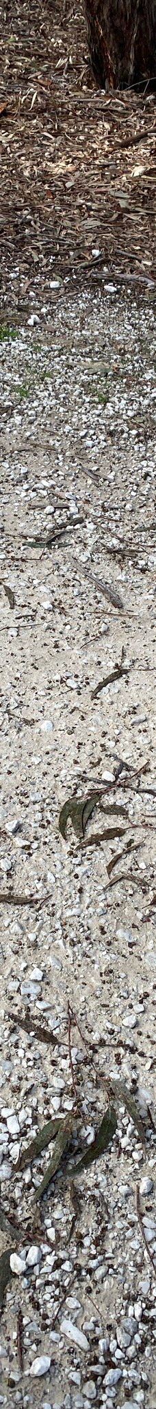 Orange Botanic Gardens-奥兰治