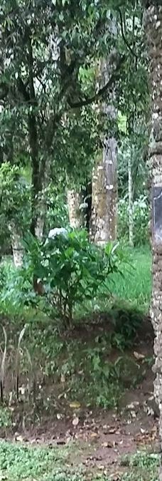 Arboretum Sumber Brantas-Bumiaji