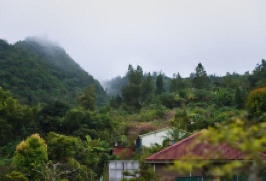 Jardin de Bonsais景点图片