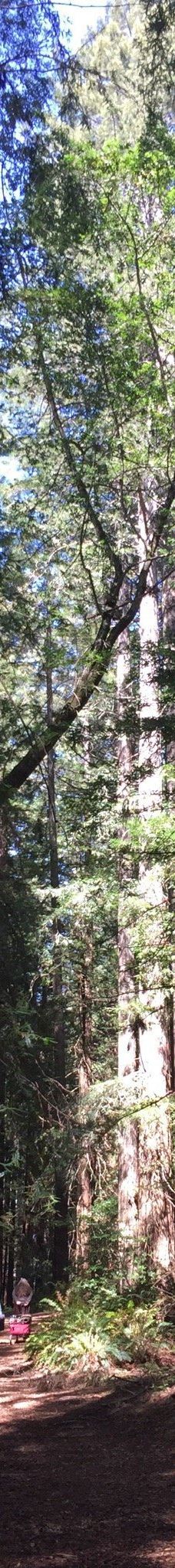 Grove of Old Trees-奥西丹透