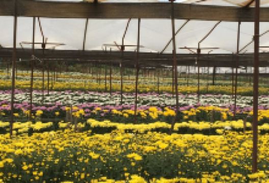 BigTae Garden景点图片