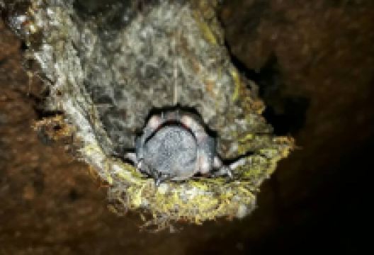 Swiftlet Cave Munnar景点图片