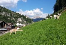 Gardena Valley Alpacas景点图片