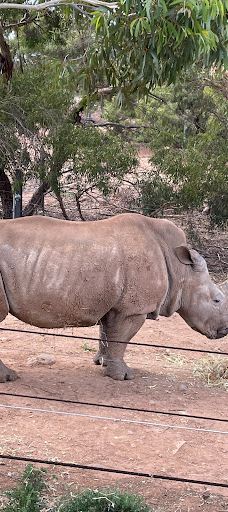 Giraffe Lookout-默里布里奇