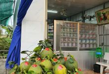 Vườn Bưởi Da Xanh Phú Hộ景点图片