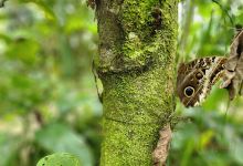 MARIPOSARIO DEDALMA景点图片