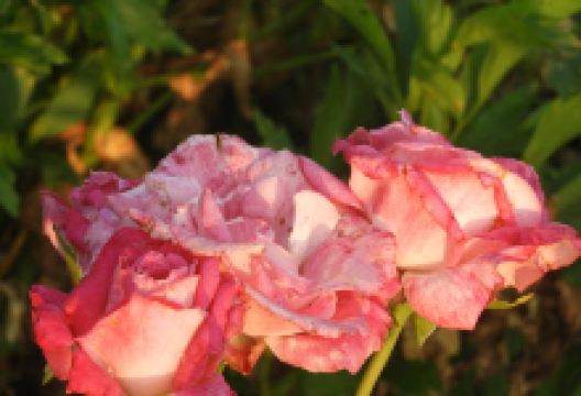 Volkstuinen景点图片