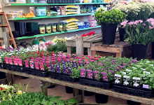 Sunnyside Nursery购物图片