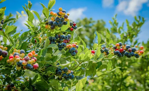 Betty's Berry Farm