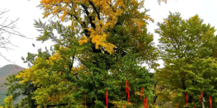 留壩千年銀杏樹