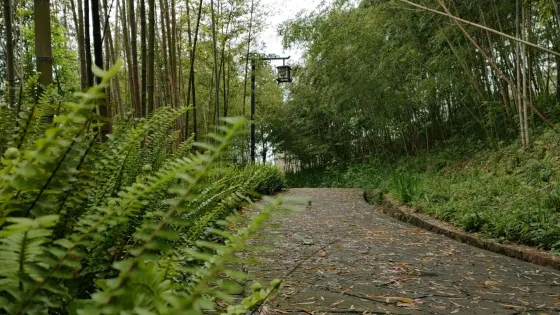 牡丹湖濕地公園-竹園