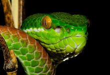 Reptiland景点图片