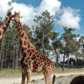 圣地亚哥杜卡森图片