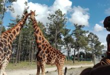 Badoca Safari Park景点图片
