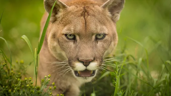Bioparc