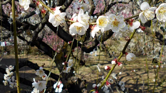 梅林寺