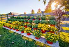 Liberty Ridge Farm景点图片