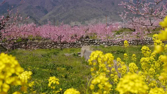 山梨市桃源郷