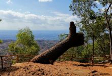 Hutan Pinus Bukit Becici景点图片