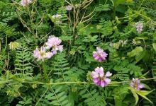 Stauffer's Marsh Nature Preserve景点图片