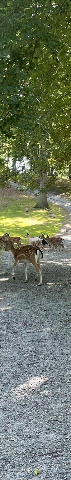 Dyrehaven Vejle-瓦埃勒