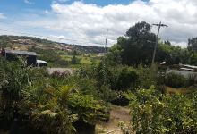 Vivero Nuevo Milenio购物图片