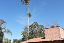 Park Grove Adelino de Moraes景点图片