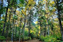 Blueberry Knoll Wildlife Area景点图片