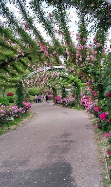 日本最大 鹿屋玫瑰园-鹿屋市
