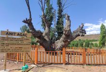 Koca Meşe景点图片