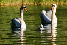 Etang Des Joncquiers景点图片