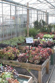 Rainbow Plant Centre-米德尔斯堡